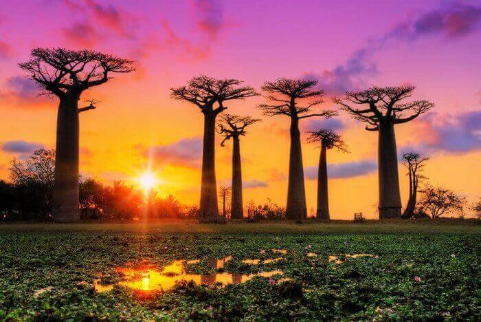 Strage looking trees in Madagascar. 