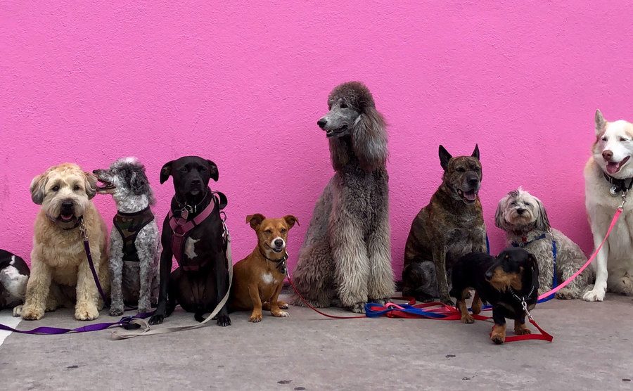 Different dog breeds sit against a pink wall. 
