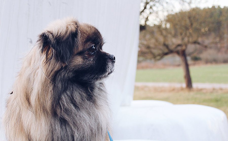 A Pekingese sits looking out on to the yard. 