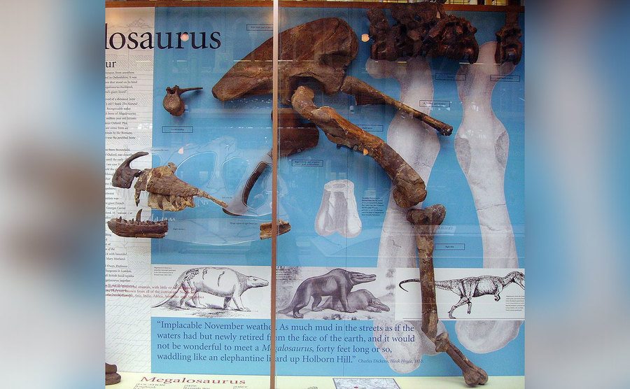 Magalosaurus display from the Oxford University Museum. 