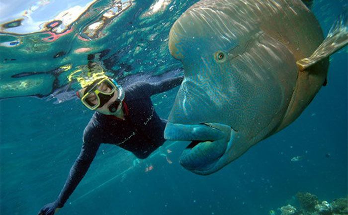 A snorkeler with a Humphead Maori Wrasse fish. 